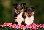 PUP 35 GR0004 02
Head Shot Of Two Shetland Sheepdog Puppies By Pink Flowers