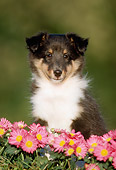 PUP 35 GR0005 01
Head Shot Of Shetland Sheepdog Puppy Sitting By Pink Flowers