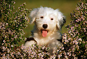 PUP 35 GR0011 01
Head Shot Of Old English Sheepdog Puppy In Pink Flower Bush