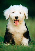 PUP 35 GR0012 01
Old English Sheepdog Puppy Sitting On Grass
