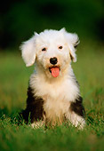 PUP 35 GR0012 04
Old English Sheepdog Puppy Sitting On Grass