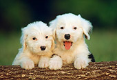 PUP 35 GR0015 01
Head Shot Of Two Old English Sheepdog Puppies On Log Facing Camera