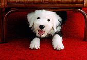 PUP 35 GR0020 01
Old English Sheepdog Puppy Peeking From Under Chair