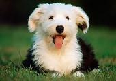 PUP 35 GR0021 01
Old English Sheepdog Puppy Laying In Grass