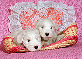 PUP 35 RC0001 01
Two Old English Sheepdog Puppies Laying In Basket By Heart-Shaped Pillow