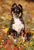 PUP 35 SS0001 01
Shetland Sheepdog Puppy Sitting In Field