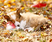 PUP 35 YT0003 01
Shetland Sheepdog Puppy Sleeping Red Shoe On Grass And Leaves