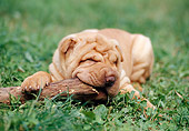 PUP 36 CB0001 01
Shar Pei Puppy Chewing On Stick In Grass