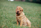 PUP 36 CB0002 01
Shar Pei Puppy Sitting In Grass