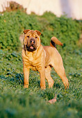 PUP 36 CB0003 01
Shar Pei Puppy Standing In Grass