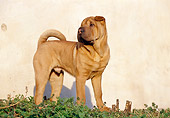PUP 36 CB0005 01
Shar Pei Puppy Standing In Grass By Wall