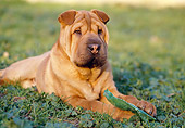 PUP 36 CB0007 01
Close-Up Of Shar Pei Puppy Laying In Grass