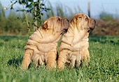PUP 36 CB0008 01
Two Shar Pei Puppies Sitting In Grass Looking To The Side
