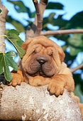 PUP 36 CB0009 01
Portrait Of Shar Pei Puppy Resting On Log