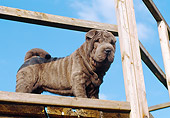 PUP 36 CB0010 01
Shar Pei Puppy Standing On Woodpile