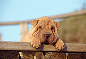 PUP 36 CB0011 01
Shar Pei Puppy Laying On Woodpile