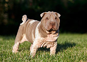 PUP 36 CB0013 01
Shar Pei Puppy Standing On Grass