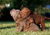 PUP 36 CB0016 01
Two Shar Pei Puppies Playing On Grass