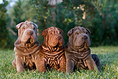 PUP 36 CB0018 01
Three Shar Pei Puppies Sitting On Grass