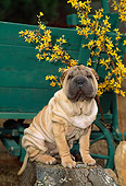 PUP 36 CE0009 01
Shar Pei Puppy Sitting On Tree Stump