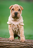 PUP 36 GR0007 01
Chinese Shar Pei Puppy Standing On Log