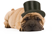 PUP 36 JE0001 01
Shar Pei Puppy With Top Hat Laying On White Seamless