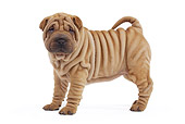PUP 36 JE0003 01
Shar Pei Puppy Standing On White Seamless Profile