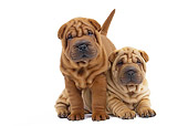 PUP 36 JE0005 01
Two Shar Pei Puppies On White Seamless