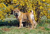 PUP 36 JN0001 01
Shar Pei Puppy Standing On Grass By Yellow Blossoms