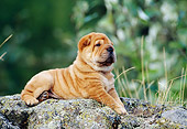 PUP 36 KH0015 01
Shar Pei Puppy Laying On Rock Profile