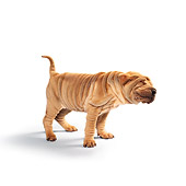 PUP 36 RK0001 09
Shar Pei Puppy Standing On Seamless