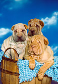 PUP 36 RK0026 15
A Group Of Shar-Pei Puppies Sitting In Basket Cloudy Blue Sky