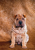 PUP 36 RK0046 15
Shar-Pei