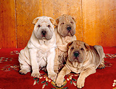 PUP 36 RK0051 18
Three Shar Pei Puppies Sitting And Laying Together On Oriental Rug