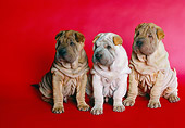 PUP 36 RK0053 13
Three Shar-Pei Puppies Sitting Together On Red Background