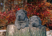 PUP 36 CE0001 01
Two Shar Pei Puppies Laying On Tree Stump In Woods