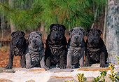 PUP 36 CE0002 01
Five Shar Pei Puppies Sitting On Stone Wall By Pine Tree