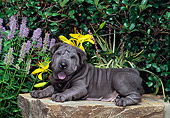 PUP 36 CE0005 01
Shar Pei Puppy Laying On Rock By Purple And Yellow Flowers
