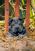 PUP 36 CE0006 01
Shar Pei Puppy Laying On Sand Dune By Fence