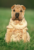 PUP 36 GR0004 01
Shar Pei Puppy Sitting On Grass Facing Camera
