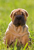 PUP 36 KH0003 01
Shar Pei Puppy Sitting In Field
