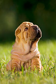 PUP 36 KH0004 01
Shar Pei Puppy Sitting In Field Looking Up