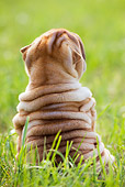 PUP 36 KH0005 01
Shar Pei Puppy Sitting In Field Facing Away