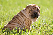 PUP 36 KH0006 01
Shar Pei Puppy Sitting In Field