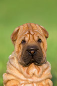 PUP 36 KH0007 01
Shar Pei Puppy Sitting In Field Shoulder Shot