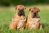 PUP 36 KH0008 01
Two Shar Pei Puppies Sitting In Field