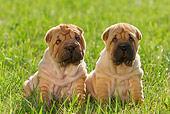 PUP 36 KH0009 01
Two Shar Pei Puppies Sitting In Field