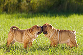 PUP 36 KH0013 01
Two Shar Pei Puppies Standing In Field Kissing