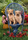 PUP 36 RC0001 01
Two Shar-Pei Puppies Sitting On A Blue Wicker Chair In A Flower Garden
