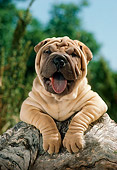 PUP 36 RC0002 01
Head Shot Of Shar-Pei Puppy Laying On Rock With Trees Blue Sky